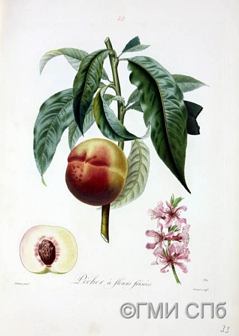 Пуато П.-А.      Персик с завивающимися цветами. До 1840