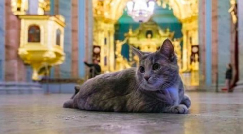 Кошка Петропавловской крепости Серафима празднует 30 ноября свой День  рождения.