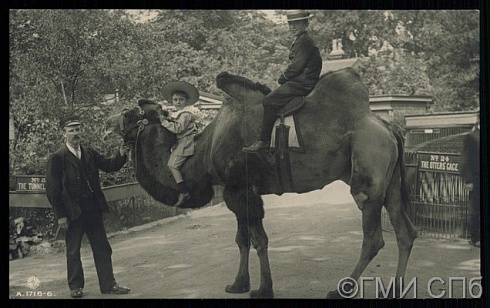 [Зоопарк (?) Верблюд].  [После 1902]